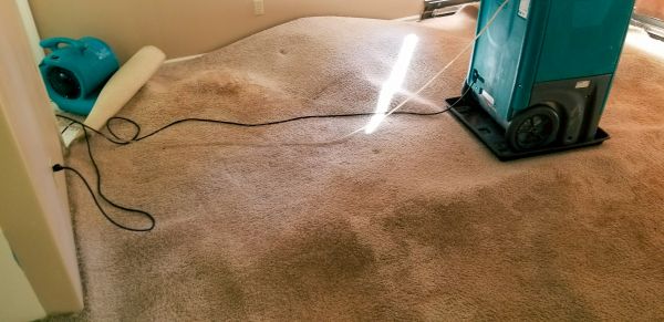 Cost of Carpet Water Extraction in Palm Coast